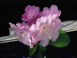 R. Maureen